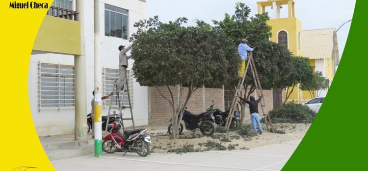 ✅TRABAJOS DE MANTENIMIENTO DE ÁREAS VERDES, PARQUES Y JARDINES